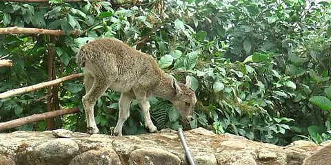 மூடுபனி குளிரும், அரிய வகை வரையாடுகளும்... மூணாறில் குதூகலிக்கும் சுற்றுலாப்பயணிகள்!