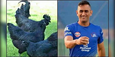 தோனியின் பண்ணைக்கு வரும் 2 ஆயிரம் 'கடக்நாத்' கோழிகள்!