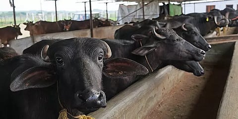 குஜராத்: பால் அதிகம் சுரக்க எருமைகளுக்கு தடை செய்யப்பட்ட ஆக்ஸிடாஸின் ஊசி! சிக்கிய 5 பேர்