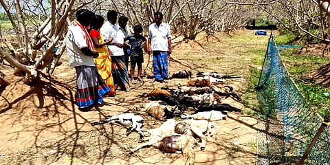 பட்டியில் அடைத்திருந்த 27 ஆட்டுக் குட்டிகளை கடித்துக் குதறிய தெருநாய்கள்