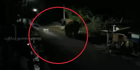 குடியிருப்பு பகுதிக்குள் நுழையும் பாகுபலி யானையை அசால்ட்டாக விரட்ட முயலும் தெரு நாய்கள்!
