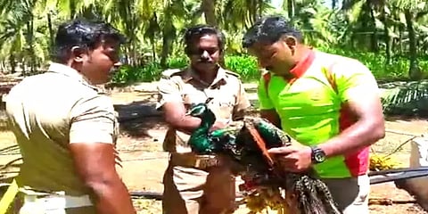 60 அடி ஆழ கிணற்றில் விழுந்து தத்தளித்த மயில் - பத்திரமாக மீட்ட தீயணைப்புத் துறை