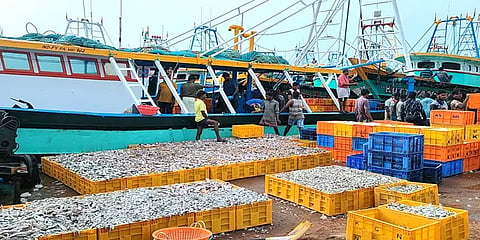 மீனும் கிடைக்கவில்லை விலையும் போகவில்லை – நஷ்டப்பட்டதாக மீனவர்கள் வேதனை