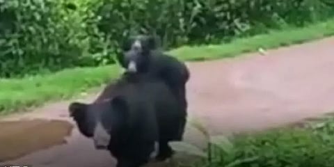 நீலகிரி: 2 குட்டிகளுடன் ஜாலியாக உலாவரும் கரடி - காட்டுக்குள் விரட்ட மக்கள் கோரிக்கை