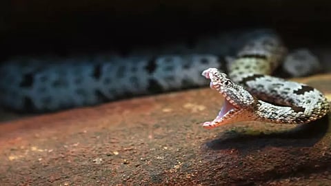 Snake Bite