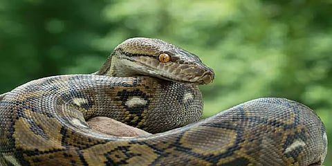 முழு ஆட்டை உயிருடன் விழுங்கிய மலைப்பாம்பு - ஆம்பூரில் பரபரப்பு
