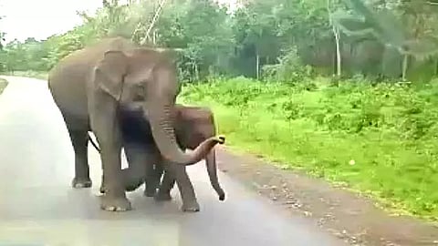 elephant