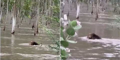 குஜராத் வெள்ளத்தில் சிக்கி தவிக்கும் காட்டின் ராஜாவான சிங்கம் !