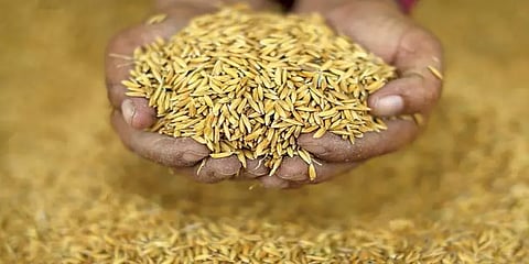 நெல்லின் எந்த அளவு ஈரப்பதத்திற்கு எவ்வளவு அரிசி கிடைக்கும்? - ஓர் எளிய விளக்கம்