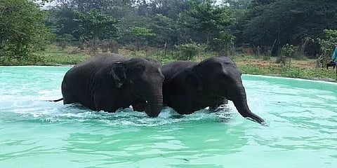 புது ஷவர்.. புது பாத் டப்.. ஆனந்த குளியல் போடும் வண்டலூர் zoo யானைகள்..!