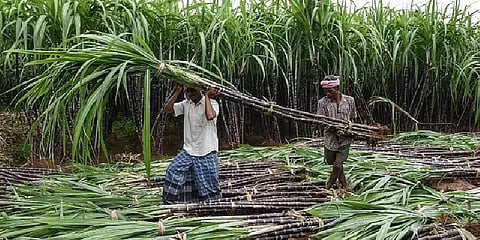 "கரும்பு கொள்முதலில் இடைத்தரகர்கள் தலையிட்டால்...”- எச்சரித்த கூட்டுறவு துறை செயலாளர்