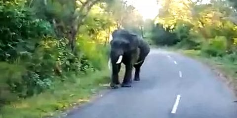 போக்கு காட்டும் ஒற்றைக் கருப்பன் யானை: மயக்க ஊசி செலுத்தி பிடிக்க வனத்துறை முயற்சி