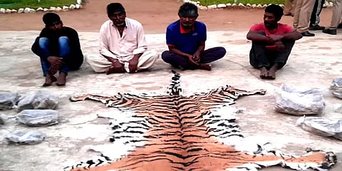 சத்தியமங்கலம்: புலித் தோலை பதுக்கி வைத்திருந்த வட மாநிலத்தவர் 4 பேர் கைது