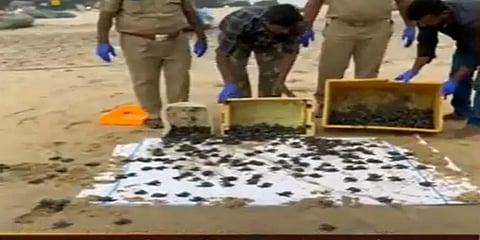 சீர்காழி: ஒரே நேரத்தில் கடலில் விடப்பட்ட அரிய வகை ஆலீவர் ரெட்லி ஆமை குஞ்சுகள்!