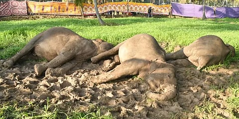 மின் வேலியில் சிக்கி 3 யானைகள் பலியான விவகாரம்: உயர்நீதிமன்றத்தில் அரசு அறிக்கை தாக்கல்