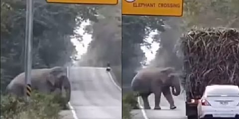 "சரியான வசூலாளிதான்.." - ட்ரக் லாரியிலிருந்து சுங்க வரியாக கரும்பை வசூலித்த யானை!