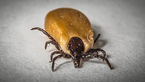 TBE orsakas av ett fästingburet virus.