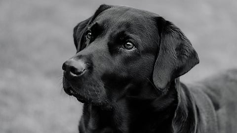 Labrador Retriever är en av de allra populäraste hundarna i Sverige.