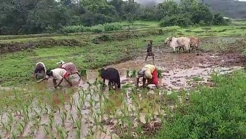 आदिवासी शेतक-यांना भात लागवडीसाठी प्रतिक्षा पावसाची ..