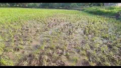 पावसाने ओढ दिल्याने बळीराजा चिंतेत; दुबार भात लागवडीचे संकट...