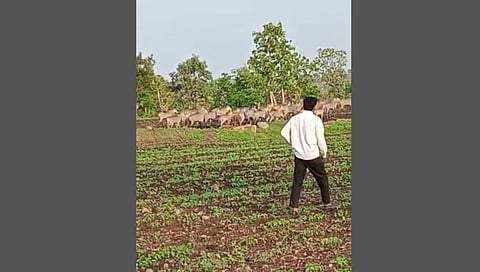 ...म्हणून या गावांतील शेतकरी 'ही' पिके पंधरा वर्षांपासून घेत नाहीत !