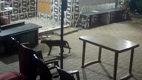 गावात बिबट्याच्या पिल्लामुळे नागरिकांची घबराट, कारण मात्र दुसरचं...