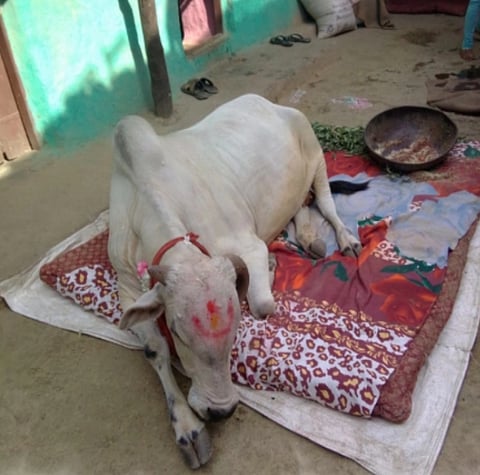 सार्शी गावातील लोक गायीला बसण्यासाठी गादी ठेवतात.