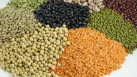 डाळ साठवणूकीबाबत केंद्राच्या कायद्या विरोधात व्यापाऱ्यांचा संताप