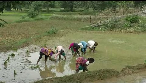 पावसाअभावी दीड लाख हेक्टरवरील रोवण्या खोळंबल्या; शेतकरी चिंतातूर