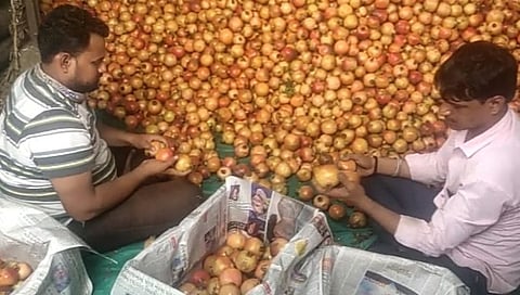 डाळिंबाचे विक्रमी उत्पादन; सात एकरात पन्नास लाखाचे उत्पन्न