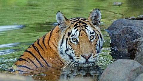 Melghat Tiger Reserve