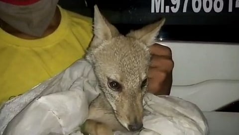 मिरजेत नागरी वस्तीत वावरणारा कोल्हा अखेर जेरबंद...