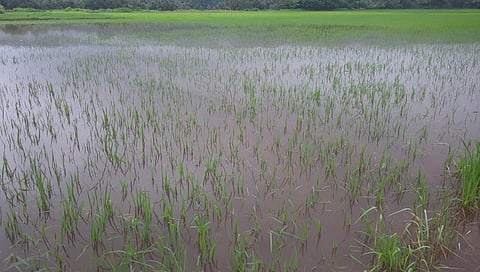 rice crop