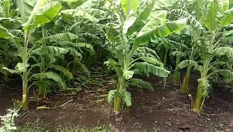 Banana farming