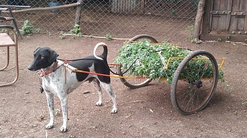 मालकाला शेतीकामात मदत करतो 'राजा' कुत्रा