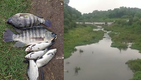 रसायनयुक्त पाण्यामुळे गोदावरी आणि वालदेवी नदी पात्रात हजारो मासे मृत