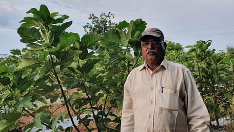 सोलापूरच्या दुष्काळी माढ्यात फुलवली अंजीराची शेती
