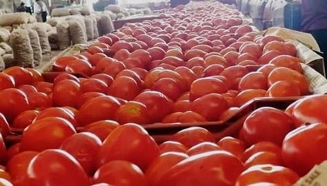 आवक वाढल्याने टोमॅटोची कवडीमोल दराने विक्री, बळीराजा हवालदील