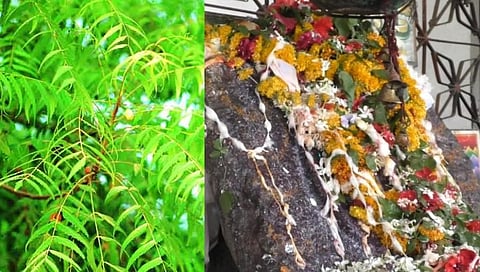 ऑक्सीजनचं गाव | नांदेडमधील 'या' गावात कडू लिंबाचं झाड कधीच तोडलं जात नाही