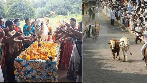 मावळ मधील हिंदकेसरी नाग्या बैलाचे एकोणीस ऑगस्टला वयाच्या एकोणीस व्या वर्षी दुःखद निधन झाले आणि आज त्याचा दशक्रिया विधी संपन्न झाला.