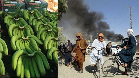 अफगाणिस्तानातील संघर्षाचा फटका; सोलापुर जिल्हातील केळी उत्पादकांना!