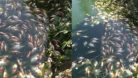 विषारी औषध टाकल्याने पाच टन माशांचा मृत्यू...