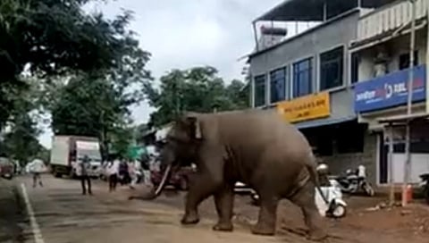 wild elephant enters in ajaara kolhapur