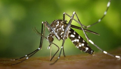 Mosquito Viral Video