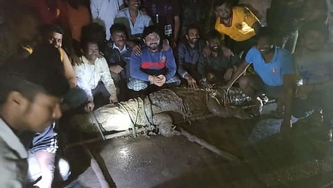 सांगलीच्या कवठेपिरान नजीक सापडली 12 फुटी मगर
