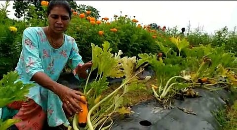 महिला शेतकऱ्याने फुलवली सेंद्रिय बागायती शेती; झुकिनी भाजीची लागवड