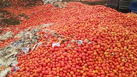 Farmer Protest : टोमॅटो उत्पादक शेतकरी पुन्हा एकदा संकटात