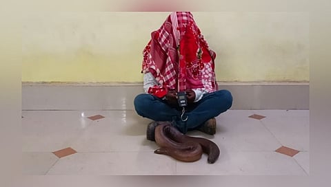 Sand boa Snake : अकोल्यात मांडूळ सापाची तस्करी; एकाला अटक