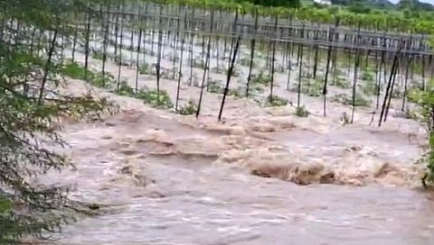 जालन्यात पावसाचं थैमान; पिकांची मोठी हानी