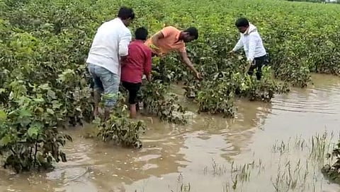 बीड जिल्ह्यात पावसाचा कहर! पिकांमध्ये आठ दिवसांपासून गुडघाभर पाणी